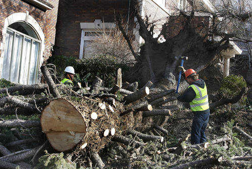 Scott Sommerdorf  |  The Salt Lake Tribune             
Tyler Bacus, left, and Len Jaynes work to cut up a 70-foot pine tree that fell early Thursday morning at South Temple and T Street.